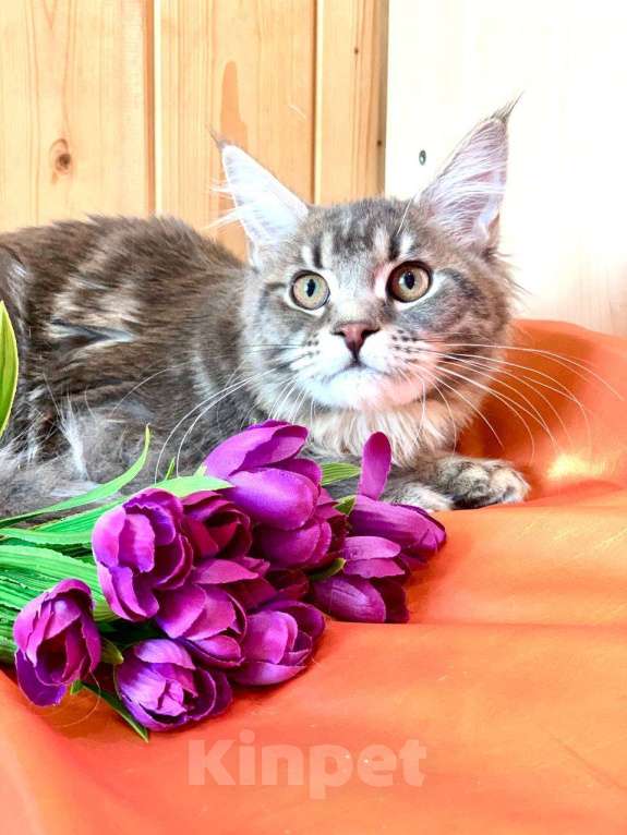 Кошки в Челябинске: 🔥🔥🔥 КОТЕНОК МЕЙН-КУН ДЕВОЧКА Девочка, Бесплатно - фото 4