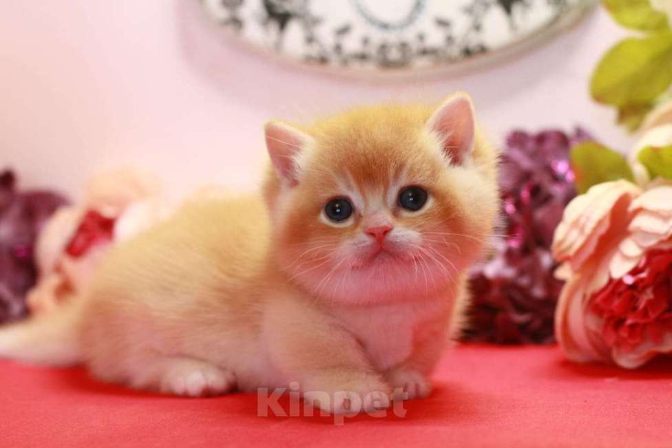 Кошки в Москве: Красавчик котик  Мальчик, 100 000 руб. - фото 2