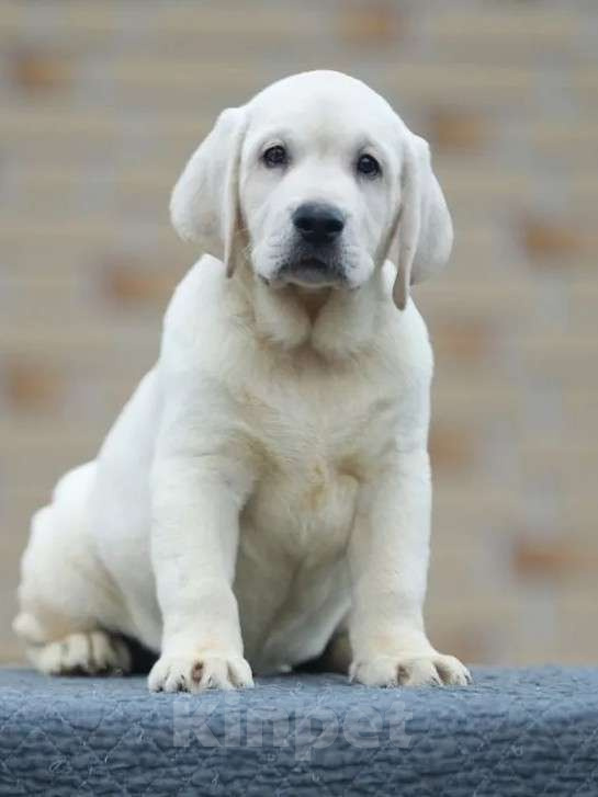 Собаки в других городах Московской области: Палевые щенки Лабрадора от Чемпиона Мира Мальчик, 90 000 руб. - фото 3