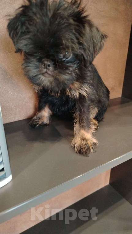 Собаки в Волгограде: Девочка гриффон черно подпалая Девочка, Бесплатно - фото 3