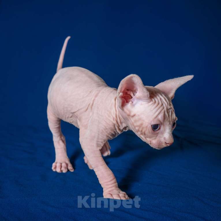 Кошки в Москве: Разноглазый канадский сфинкс  Мальчик, 50 000 руб. - фото 5