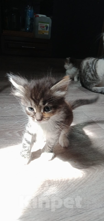 Кошки в Кашире: девочка 1.5 месяца.  Девочка, Бесплатно - фото 3