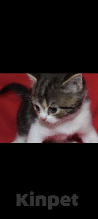 Кошки в Москве: Шотландские котята Мальчик, 25 000 руб. - фото 2