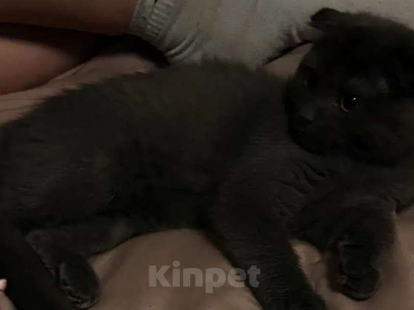 Кошки в Минусинске: продам Шотландскую вислоухую кошку Девочка, 15 000 руб. - фото 1