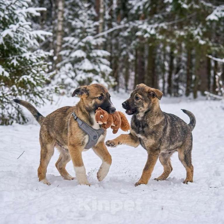 Собаки в Москве: щенок Луша в добрые руки Девочка, Бесплатно - фото 3