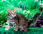 Кошки в Москве: Девочка Евангелина Девочка, 50 000 руб. - фото 2