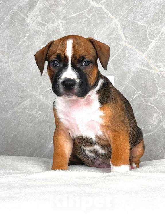 Собаки в Краснодаре: Американский стаффордширский терьер щенок  Мальчик, 80 000 руб. - фото 2