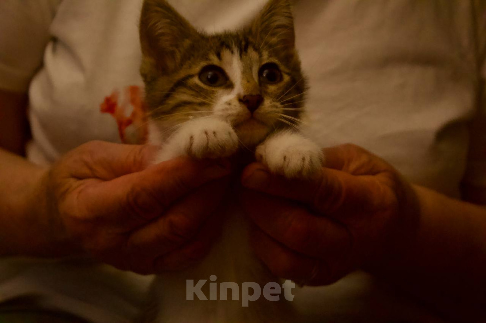 Кошки в Москве: Котенок Мия ищет дом Девочка, Бесплатно - фото 3