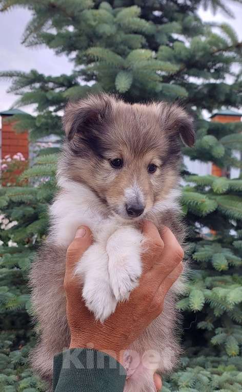 Собаки в Белгороде: Щенок шелти мальчик  Мальчик, Бесплатно - фото 2