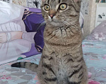 Кошки в Нижнем Новгороде: Котенок  Мальчик, 1 руб. - фото 1