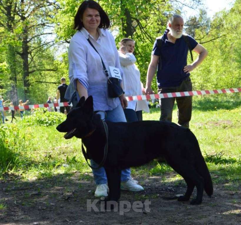Собаки в других городах Владимирской области: Высокопородные щенки немецкой овчарки от титулованных родителей Мальчик, 75 000 руб. - фото 4