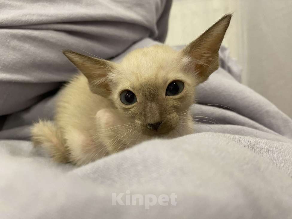 Кошки в Краснодаре: Ориентальный котенок Девочка, Бесплатно - фото 1