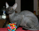Кошки в Ангарске: Кот на вязку, 3 000 руб. - фото 6