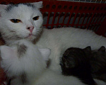 Кошки в Саратове: Кошка Скоттиш фолд, 500 руб. - фото 1