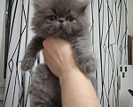Кошки в Сельце: Голубой персидский котёнок, 24 998 руб. - фото 2