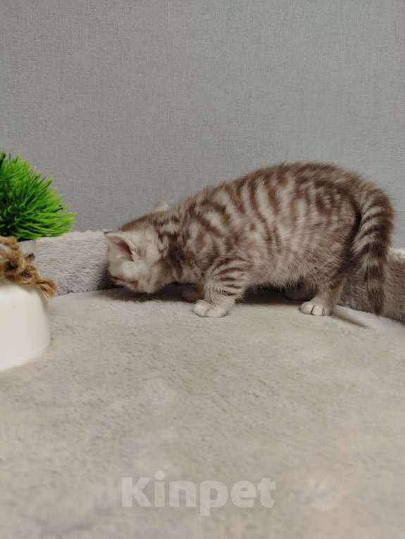 Кошки в Москве: Прямоухая Шотландская девочка Девочка, 18 000 руб. - фото 7