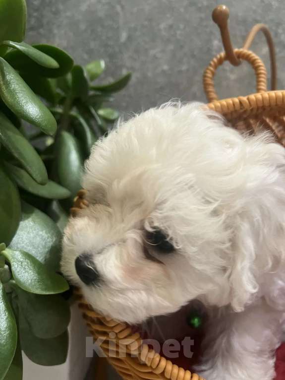 Собаки в других городах Ленинградской области: Мальтипу F1 Мальчик, 99 000 руб. - фото 3