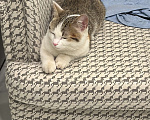 Кошки в Красногорске: Нашли кота Мальчик, Бесплатно - фото 1
