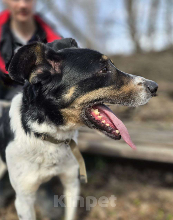 Собаки в Королеве: СуперПёс Анжело! Мальчик, Бесплатно - фото 10