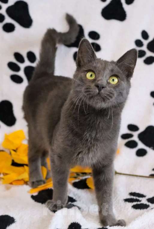 Кошки в Воронеже: Карат драгоценен для хозяина Мальчик, 100 руб. - фото 5