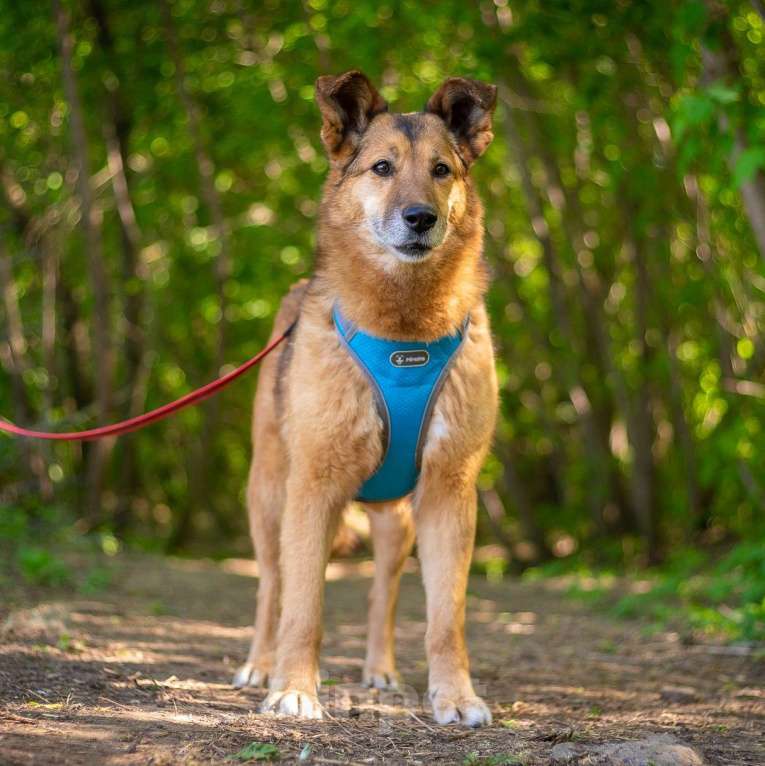 Собаки в Москве: Дана Девочка, Бесплатно - фото 4