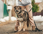 Собаки в Лосином-Петровском: Дарк валентинка в добрые руки Мальчик, Бесплатно - фото 8