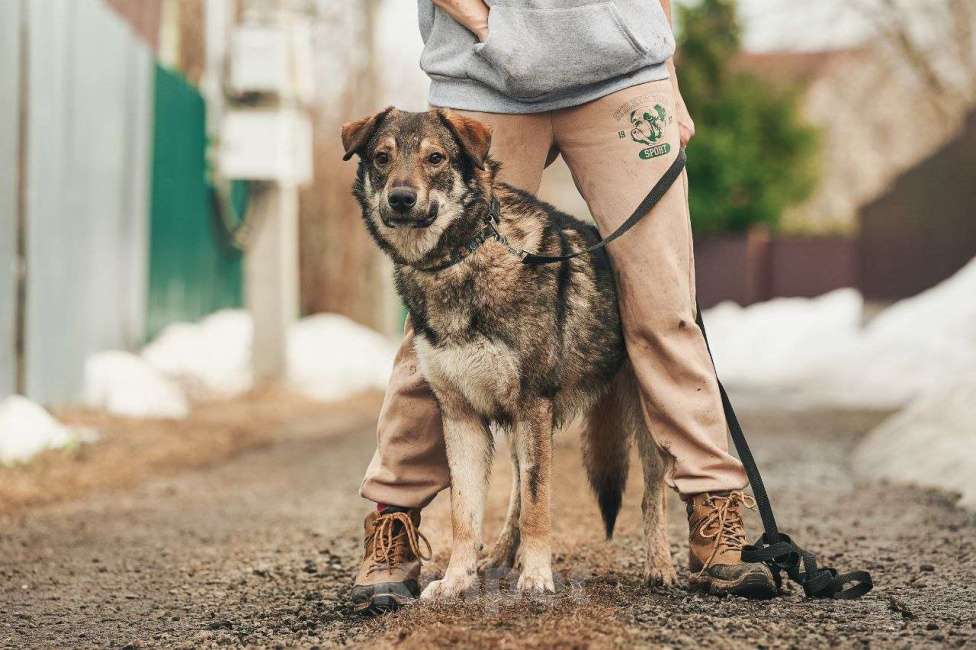 Собаки в Лосином-Петровском: Дарк валентинка в добрые руки Мальчик, Бесплатно - фото 8