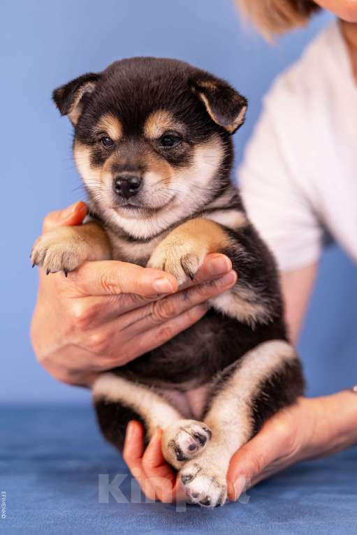 Собаки в Казани: Щенки сиба-ину — мальчик и девочка. Можно бронировать! Девочка, 90 000 руб. - фото 4