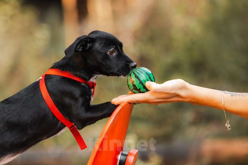 Собаки в Москве: Щенки от маленькой собаки в добрые руки Мальчик, Бесплатно - фото 3