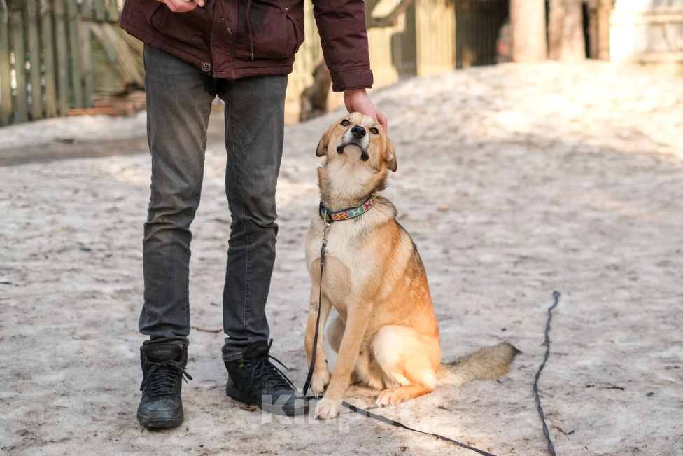 Собаки в Санкт-Петербурге: Собаки из приюта: нежный молодой Рей Мальчик, Бесплатно - фото 9