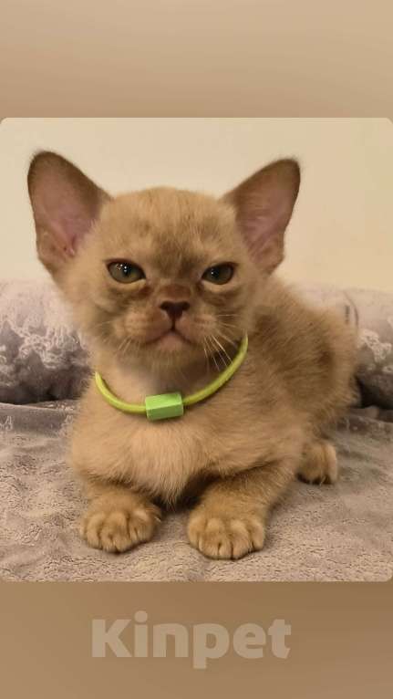 Кошки в Краснодаре: Ангела  Девочка, 250 000 руб. - фото 2