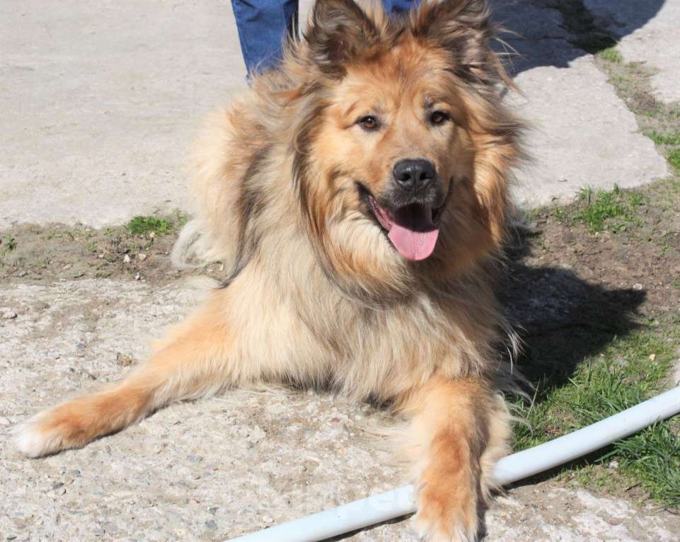 Собаки в Москве: Мишка в поисках дома и своей семьи  Мальчик, Бесплатно - фото 7