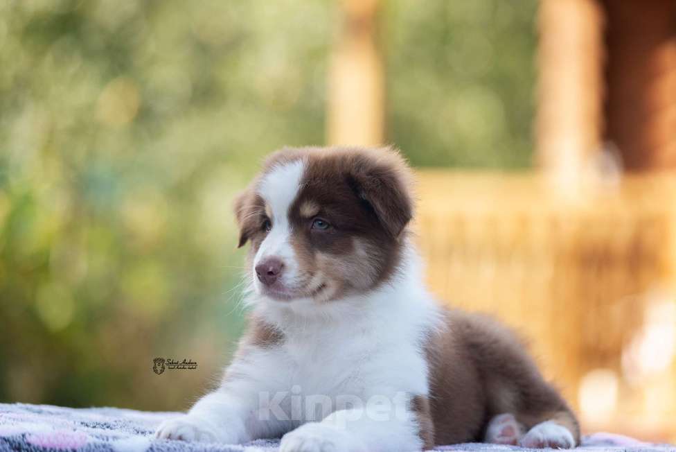 Собаки в Москве: австралийская овчарка аусси Мальчик, 60 000 руб. - фото 3