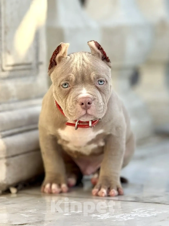 Собаки в других городах Московской области: Американский Булли 🥰 Разнополые, Бесплатно - фото 10