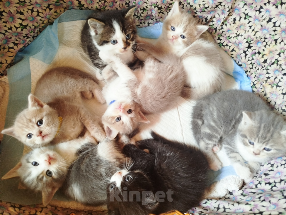 Кошки в Москве: Котята в добрые руки Разнополые, 1 000 руб. - фото 1