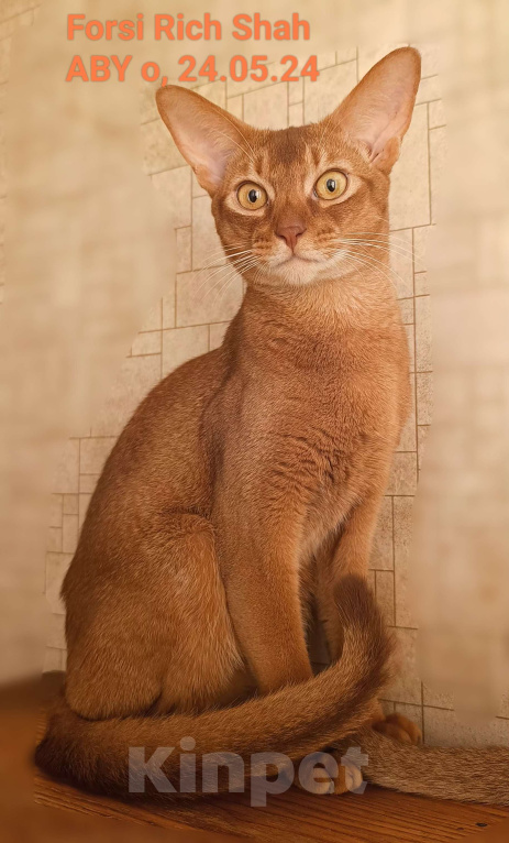 Кошки в Москве: Абиссинский котик соррель Мальчик, 96 000 руб. - фото 4