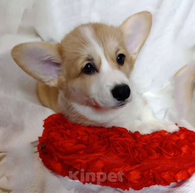 Собаки в Краснодаре: Девочка корги Девочка, 40 000 руб. - фото 10