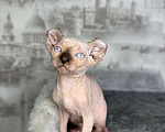 Кошки в Самаре: Сфинкс эльф Девочка, Бесплатно - фото 1