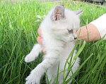Кошки в Красноярске: Отдам котёнка в добрые руки Девочка, Бесплатно - фото 2