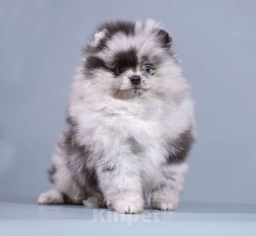 Собаки в Нижнем Новгороде:  Голубоглазый мачо Мальчик, Бесплатно - фото 2