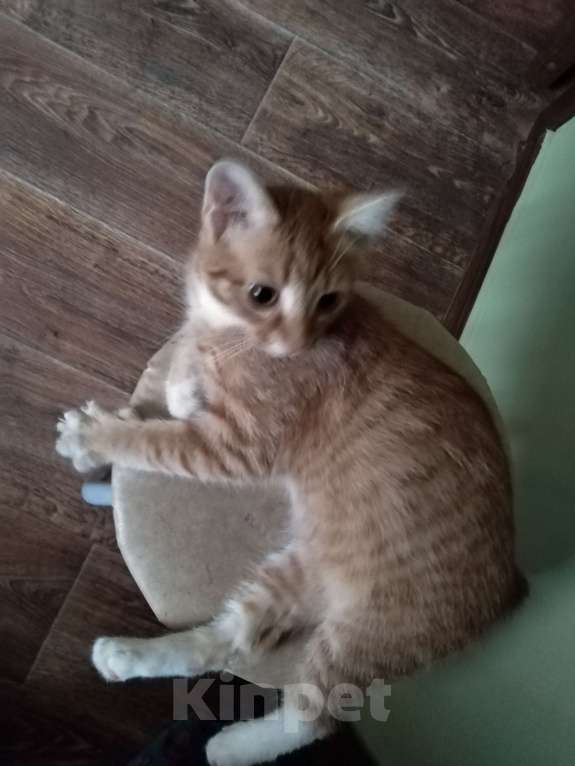 Кошки в Липецке: Котенок в хорошие руки Девочка, 1 руб. - фото 4