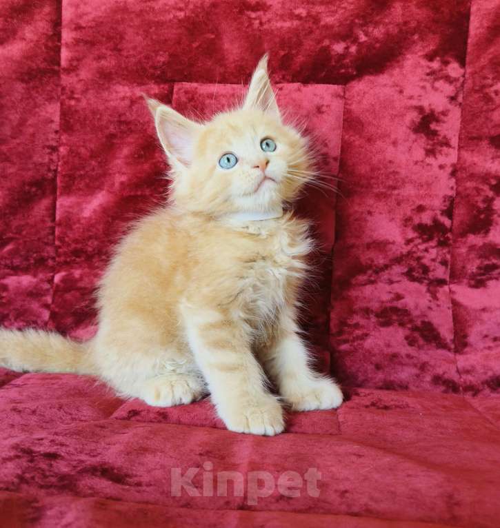 Кошки в Москве: Мейн-Кун полидакт Мальчик Мальчик, 90 000 руб. - фото 10