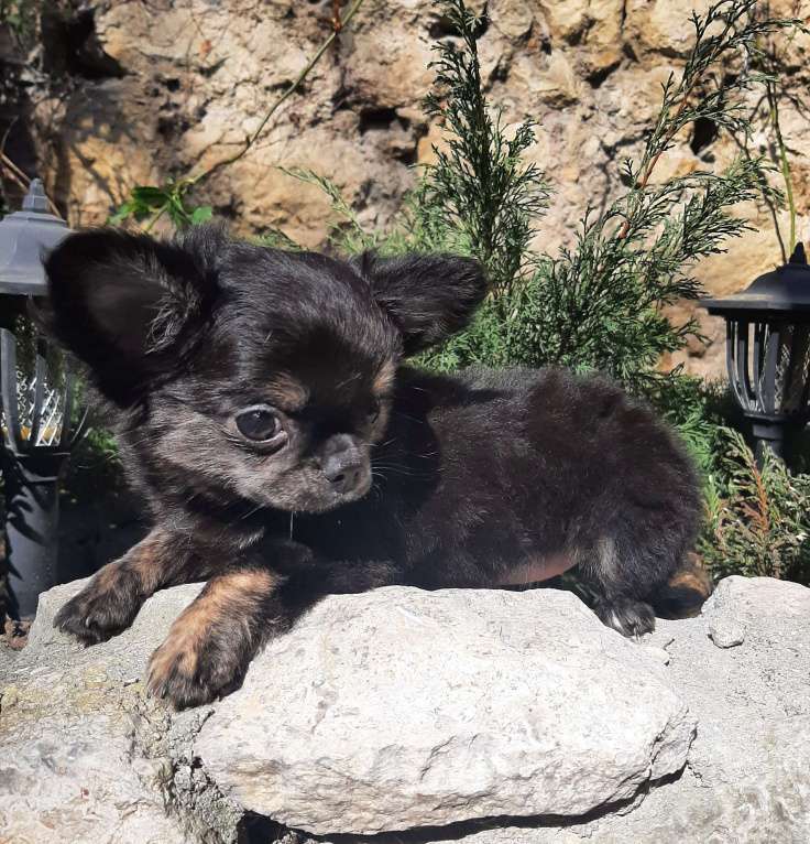 Собаки в Ялте: щенок чихуахуа Девочка, Бесплатно - фото 8