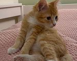 Кошки в Москве: Рыжий котенок в поиске своих хозяев Девочка, Бесплатно - фото 3