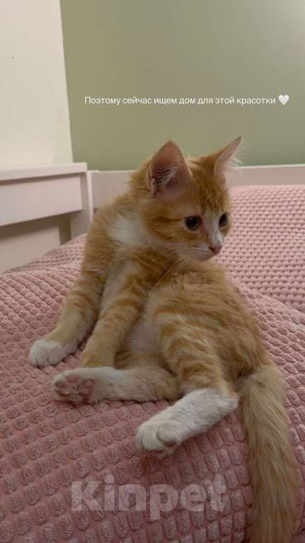 Кошки в Москве: Рыжий котенок в поиске своих хозяев Девочка, Бесплатно - фото 3