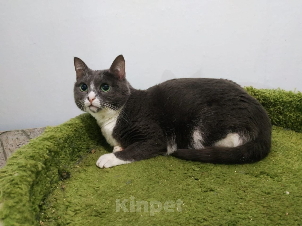 Кошки в Москве: Кошка Фрея ищет дом Девочка, Бесплатно - фото 2