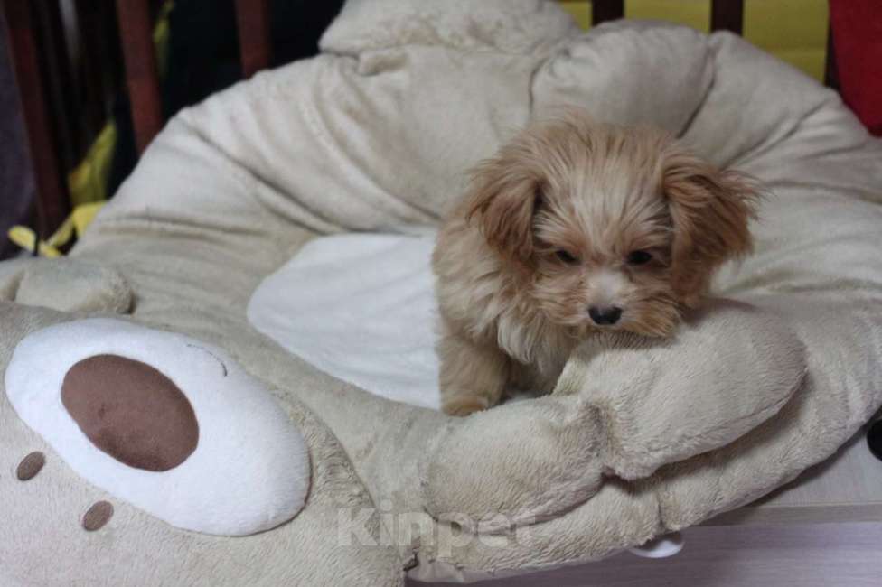 Собаки в Горном-Алтайске: Породная девочка мальтипу с  метрикой СКОР Девочка, 70 000 руб. - фото 3