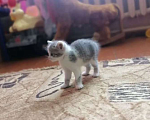 Кошки в Казани: Отдам котят от домашней кошки  Девочка, Бесплатно - фото 1