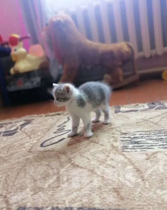 Кошки в Казани: Отдам котят от домашней кошки  Девочка, Бесплатно - фото 1