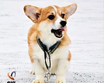 Собаки в Москве: Лисичка вельш-корги-пемброк  Девочка, 45 000 руб. - фото 2